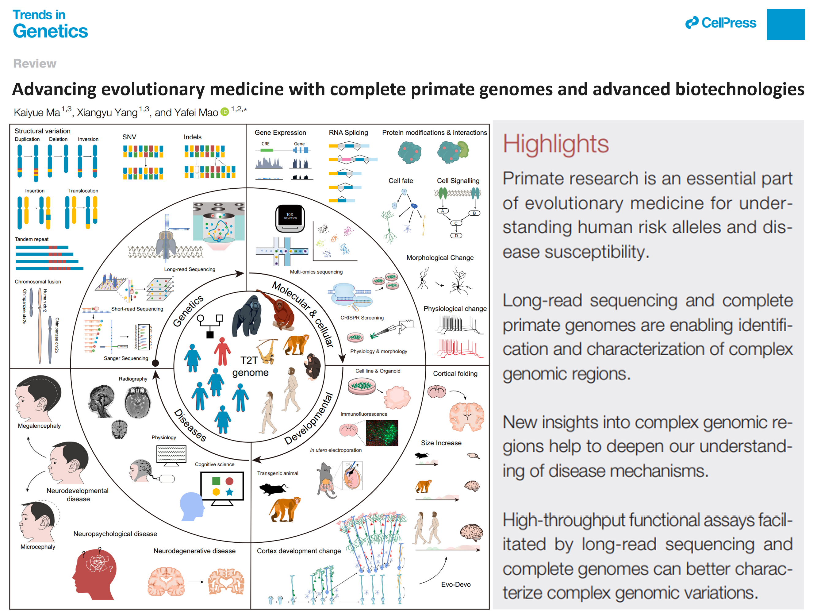 Congratulations to Kaiyue, Xiangyu  and Yafei. Their review article about evolutionary medicine is online at Trends in Genetics !