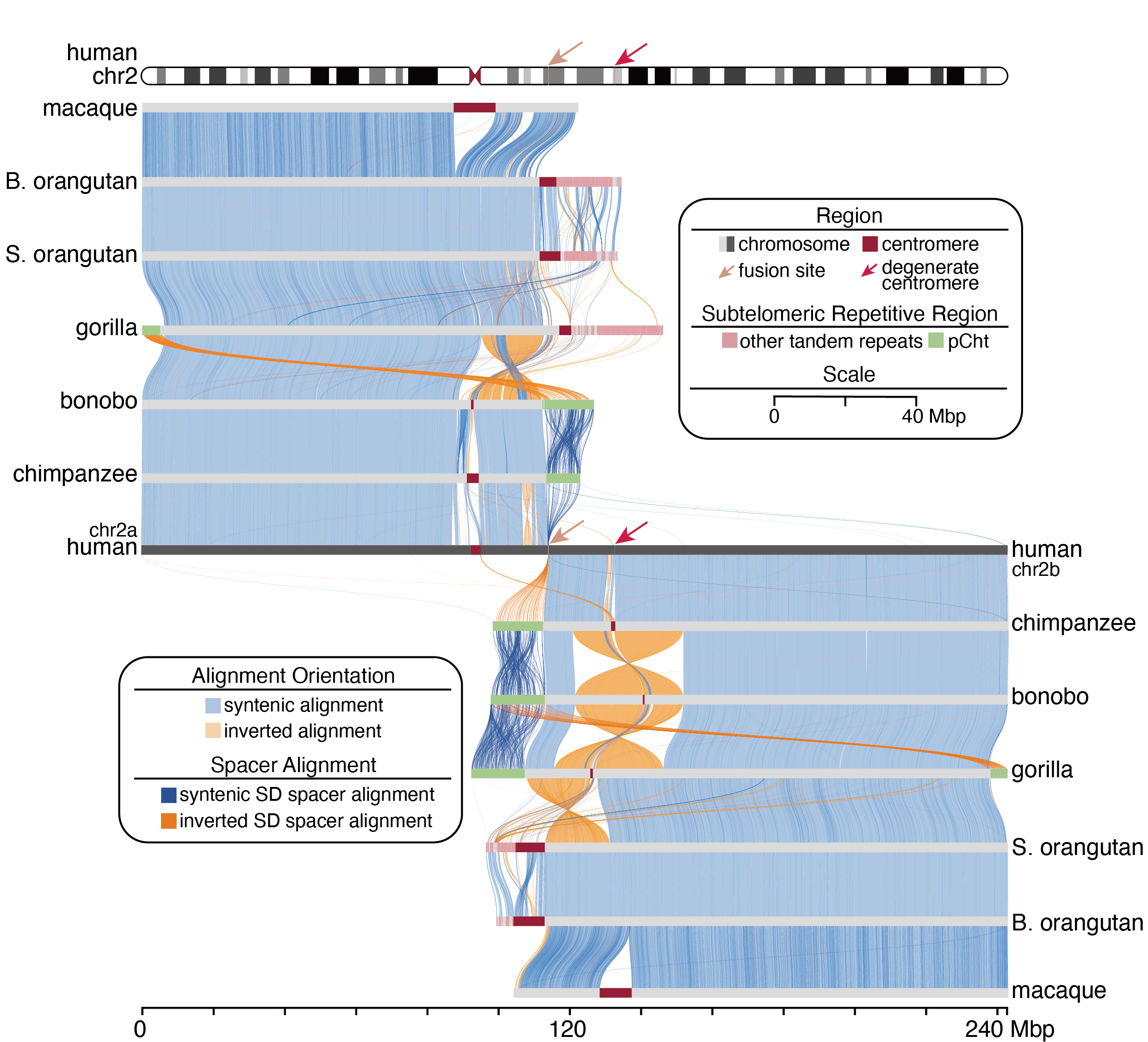 Comparative and Medical Genomics