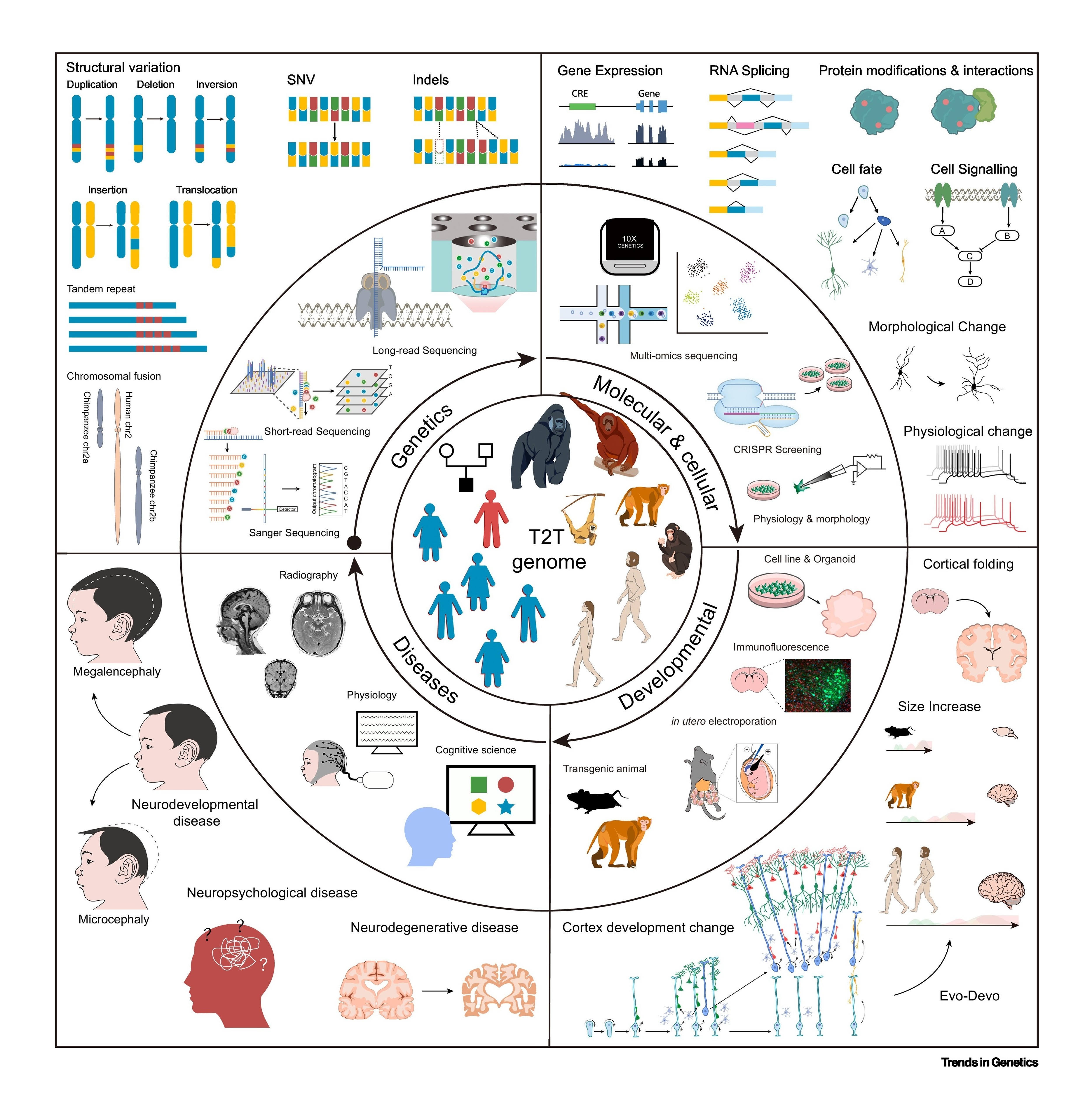 Evolution and Disease